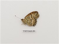 藏品(蛺蝶科(2))的圖片